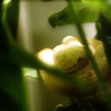 Serpent_suprise_thumb