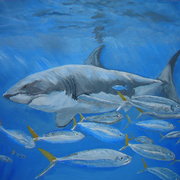 Shark_008_card