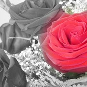 Anniversary_roses_2008_sharpbw_card
