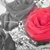 Anniversary_roses_2008_sharpbw_thumb