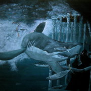 Shark_010_card
