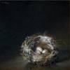 6x6_bird_s_nest_thumb