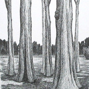 Forest_400_card