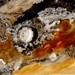 P5353_square