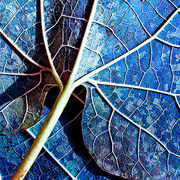 361775-1-leaf_card