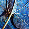 361775-1-leaf_thumb