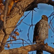 Dsc_2573squirel_hawk_card