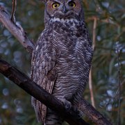 Dsc_0841owl_card