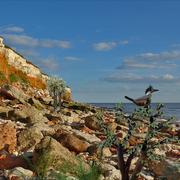 1000-rocky_shore_rest_stopover_card