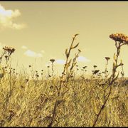 Ukrainito-a_hot_summer_day_card
