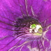 Img_6141_thumb