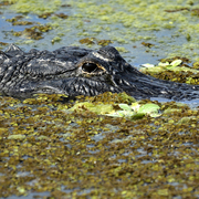 Gator_1_card
