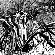 Broken_willow_low_locks_18-2-05_card