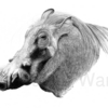Warthog_thumb