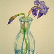 Iris_i_caraffel55x40_card