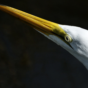 Great_white_heron_card