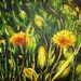 Gul_blomma_002_square