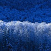 Winter_card