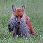 Dsc_0017fox_groundhog_card