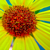 Sunflower2_thumb