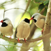 Kissing_birds_with_spectator_card