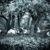 Enchanted_forest_22w72_rgb__copy_thumb