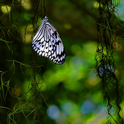 Butterfly_and_backg_card