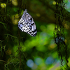 Butterfly_and_backg_thumb