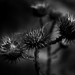 _mg_2873_square