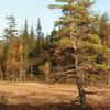 Landscape_thumb