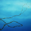 Freedom_no_1_130cm_x_100cm_thumb