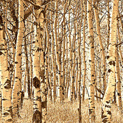 Aspen_trees_card