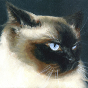 Shanescatsm_card
