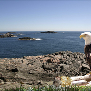 1006-oceanshore_perch_card