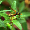 Wasp_overlode_thumb