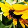 Bees_galor_thumb