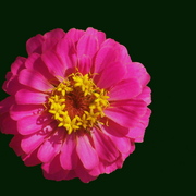 Zinnia_card