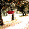1747413-2-red-umbrella-hanging-from-tree_thumb