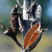 Dsc_0019canoetree_card