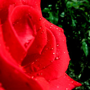 Flowers_004_card