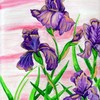Iris_thumb