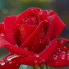 Red-rose-0712w1_thumb