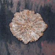 Symbol4