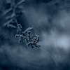 Green22a_thumb