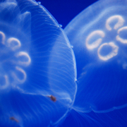 Jellyfish_card