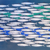 Shoal_of_herrings__2000__thumb