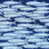 Herrings__2001__thumb