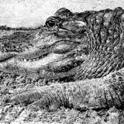 Aligator_card