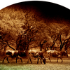 Tres_cabaleros_3__arch__22w72_rgb_thumb