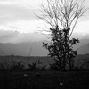 Dead_tree_thumb